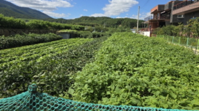 경북 칠곡군 가