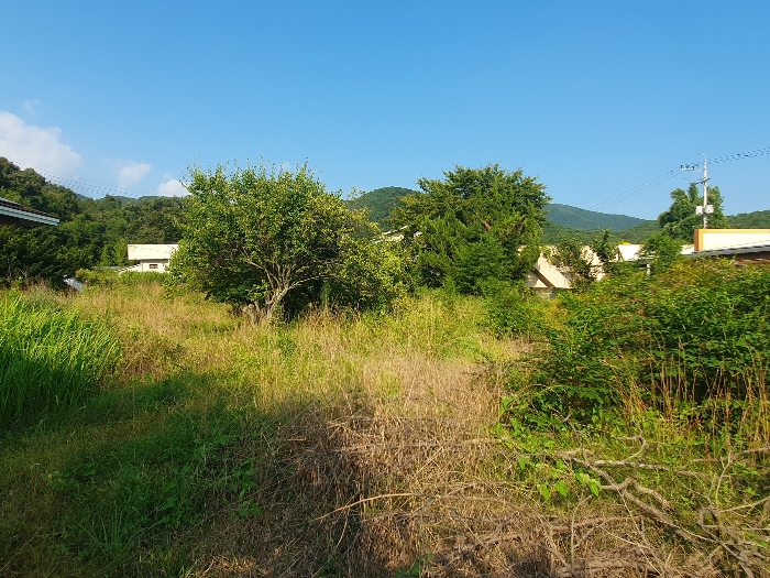 [일련번호 1), 수목]