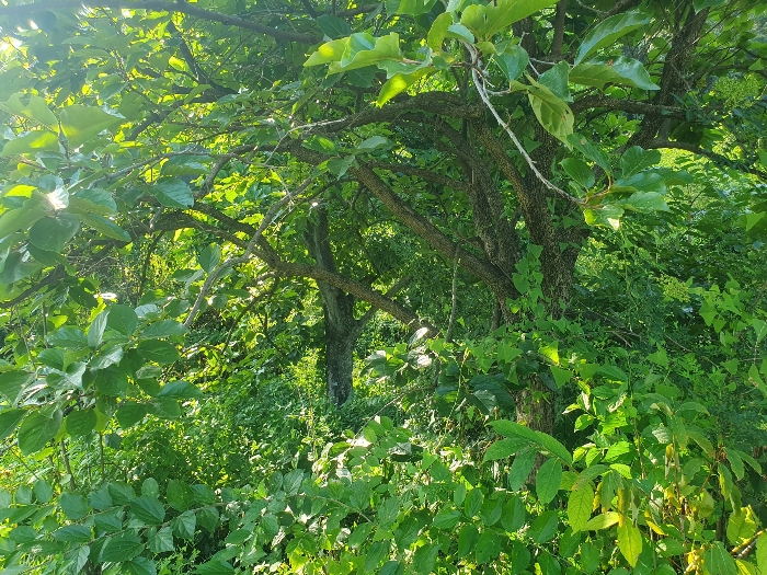 [일련번호 1), 수목]