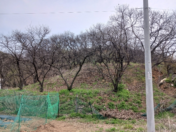 기호(1) 북서측 근경 및 제시외 수목 근경