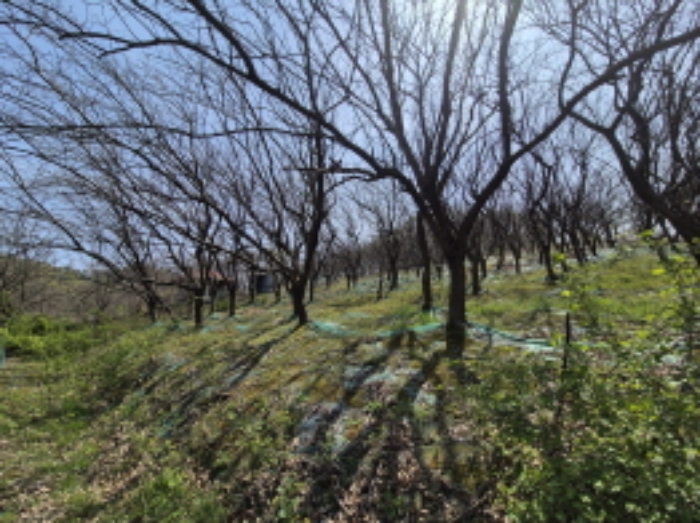 목록1 가꾸어진 뽕나무 전경 (1)