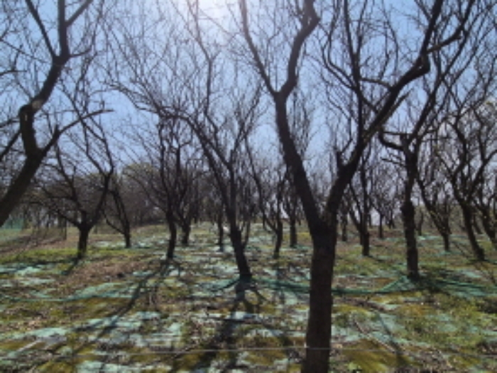 목록1 가꾸어진 뽕나무 전경 (2)