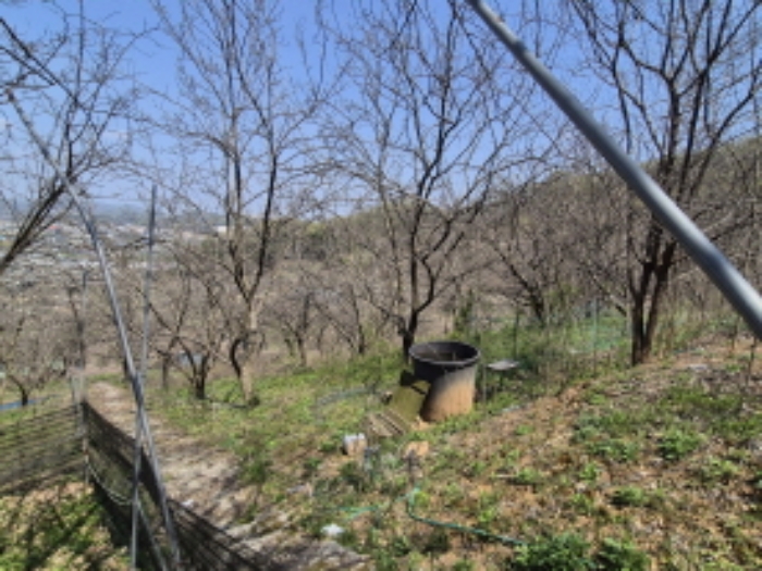 목록1 가꾸어진 뽕나무 전경 (3)