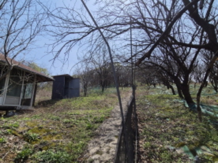 목록1 가꾸어진 뽕나무 전경 (4)