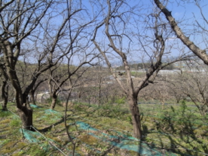 목록1 가꾸어진 뽕나무 전경 (5)