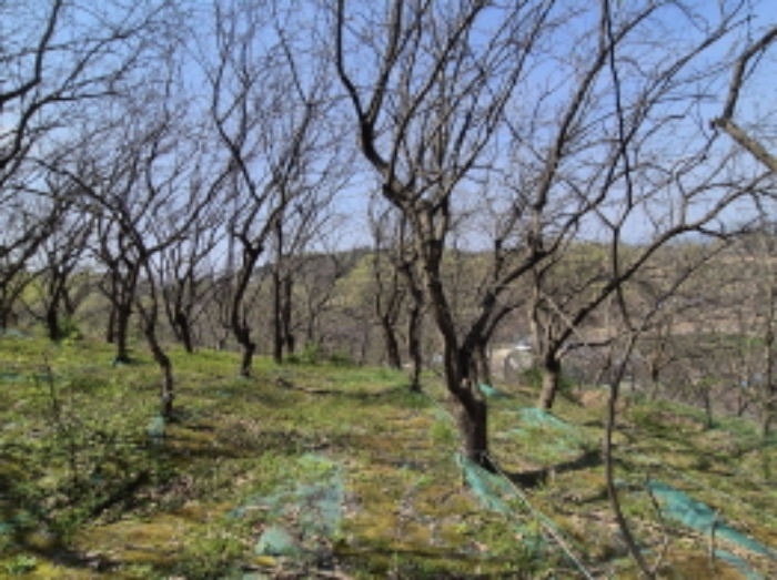 목록1 가꾸어진 뽕나무 전경 (6)