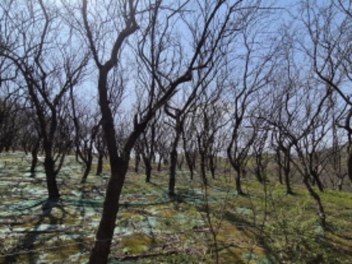 목록1 가꾸어진 뽕나무 전경 (7)