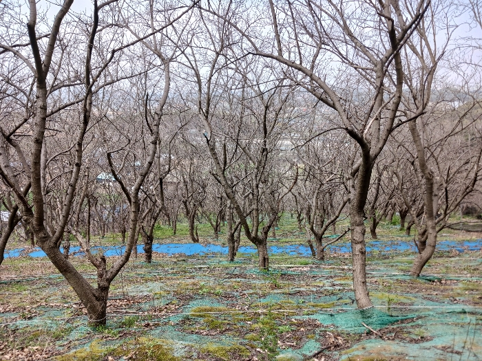 기호(1) 지상 제시외수목 근경