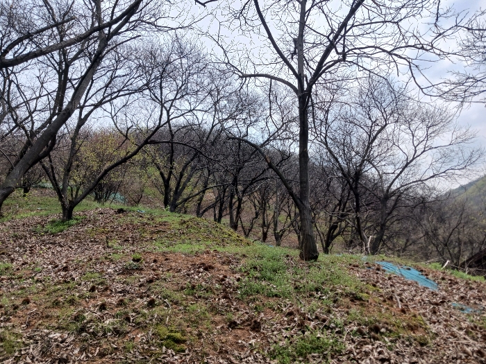 기호(1) 북서측 근경