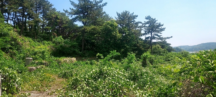 본건 기호(1)토지 (현황 임야)