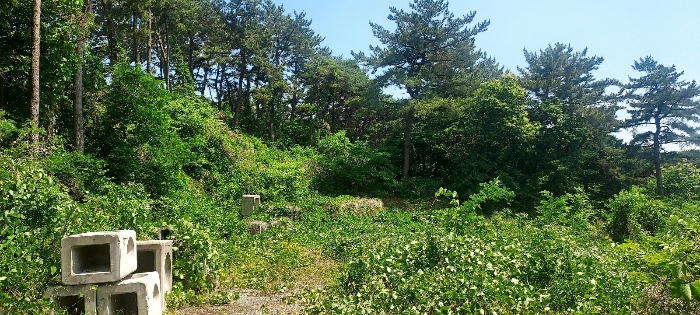 본건 기호(1)토지 (현황 임야)