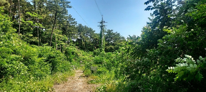 기호(4)토지(현황 도로) 및 기호(1)토지(현황 임야)