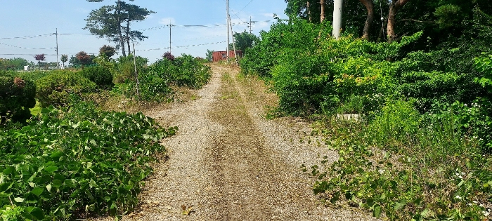 본건(2)토지 (현황 도로)