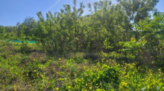 경북 칠곡군 약