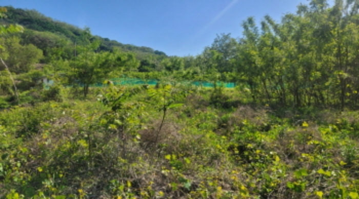 경북 칠곡군 약