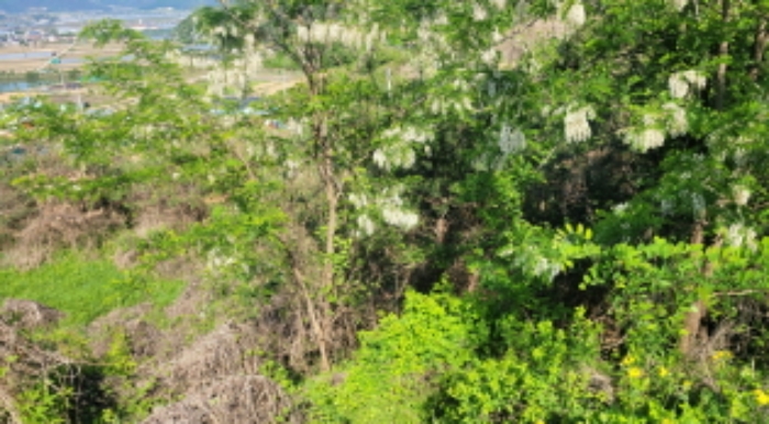 경북 칠곡군 약