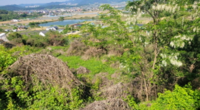 경북 칠곡군 약