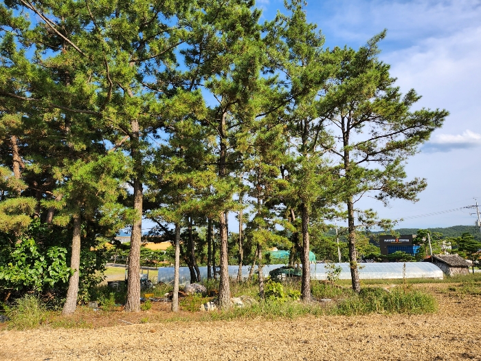 기호(1) 지상 입목 전경