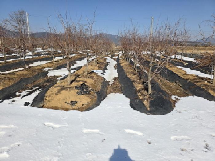 본건 8 전경 및 일부 대추나무 식재되어 있음.