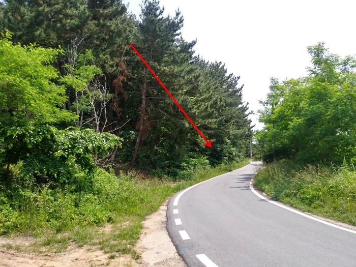 기호(13,21) 자연림 및 도로 부분 전경