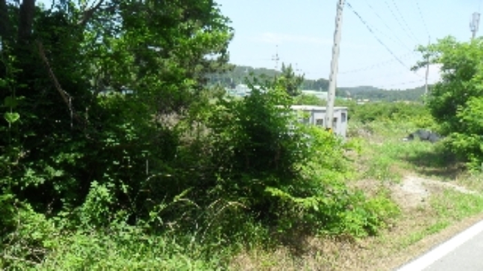 [목록 21] 도로와 나무 등 모습