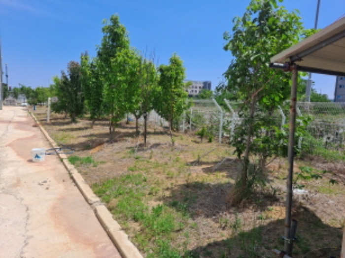 목록 1 남서쪽 정원 유실수 등