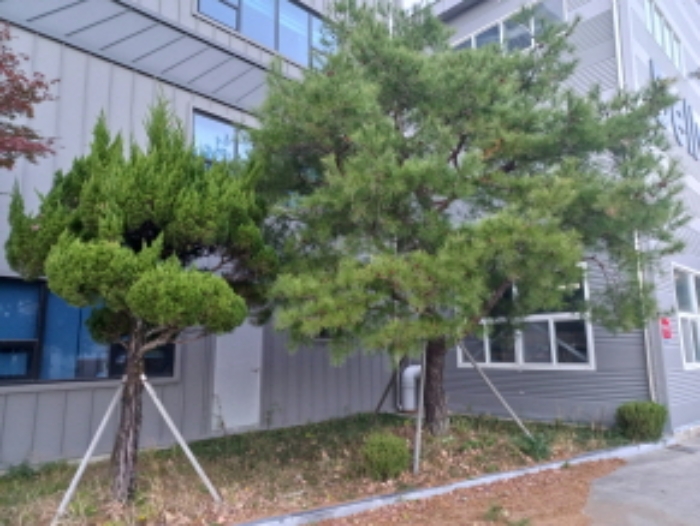 목록번호2소나무