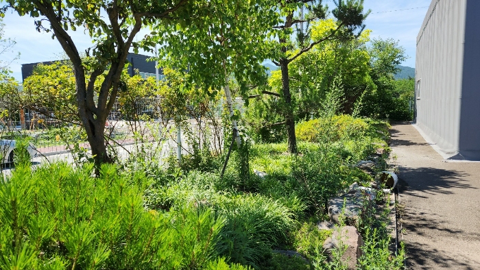 지상 소재 조경수