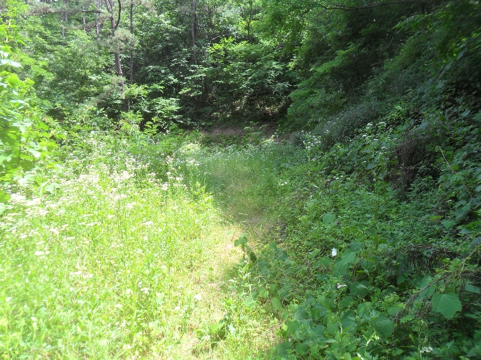 기호2토지 내부 임도 전경