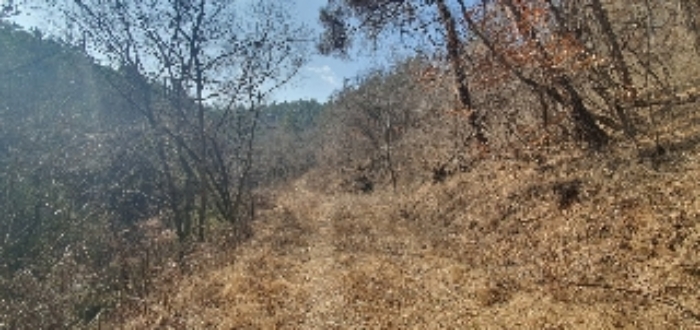 본건2 임야내  임도사진1