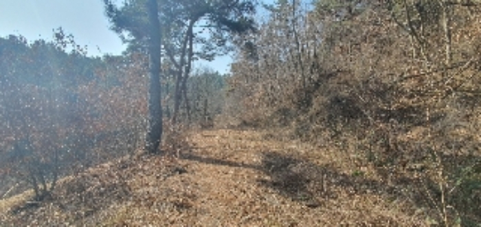 본건2 임야내  임도사진2