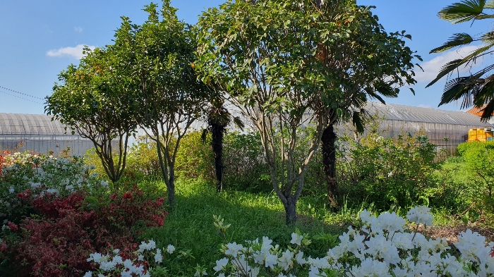 【 일련번호 9 소재 수목 】