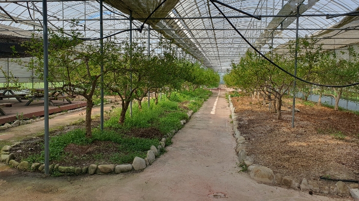 【 일련번호 8 소재 수목 】