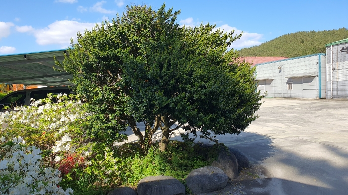 【 일련번호 9 소재 수목 】