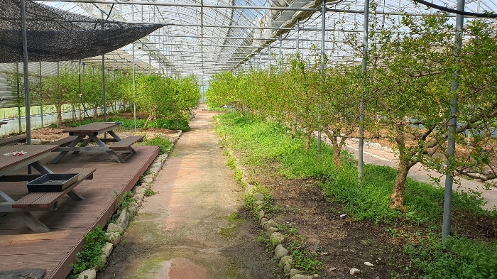 【 일련번호 8 소재 수목 】