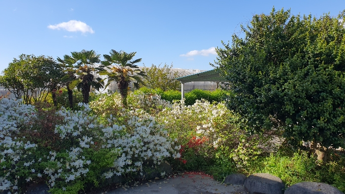 【 일련번호 9 소재 수목 】