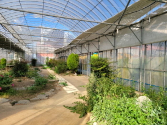 물건1번, 전경으로 제시외 건물(ㄱ) 비닐하우스 내부 전경사진