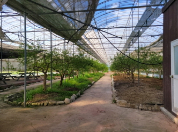 물건8번, 필지에 제시외 건물(ㄷ) 대형 비닐하우스 내부전경