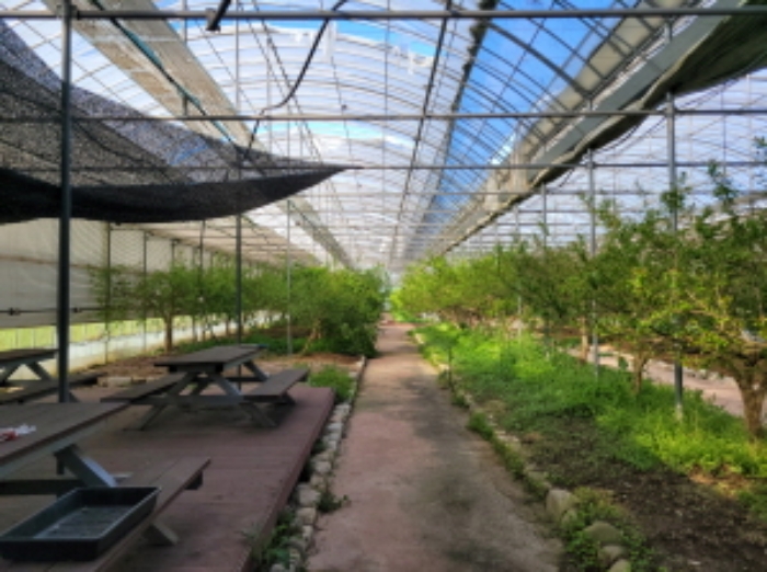 물건8번, 필지에 제시외 건물(ㄷ) 대형 비닐하우스 내부에 석류나무 다수 식재됨.