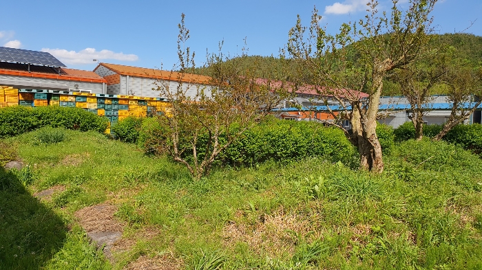 【 일련번호 9 소재 수목 】