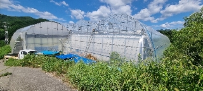 장수 계남 침곡 1364-11,-16,산11-8 경매물건2,7,11번 토지 및 지상 제시외 비닐하우스시설물 사진