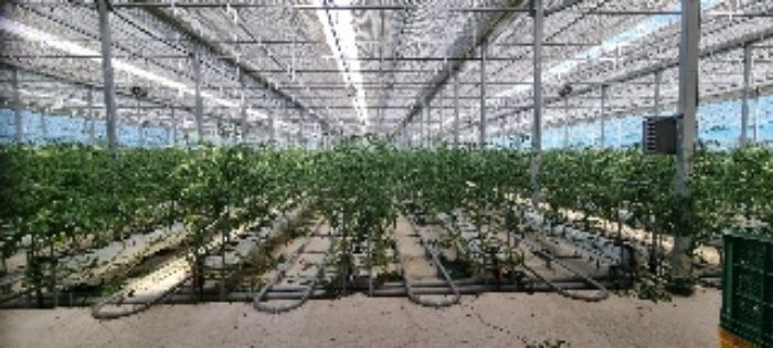 장수 계남 침곡 1364-11,-16,산11-8 경매물건2,7,11번 토지 및 지상 제시외 비닐하우스시설물 내부 사진