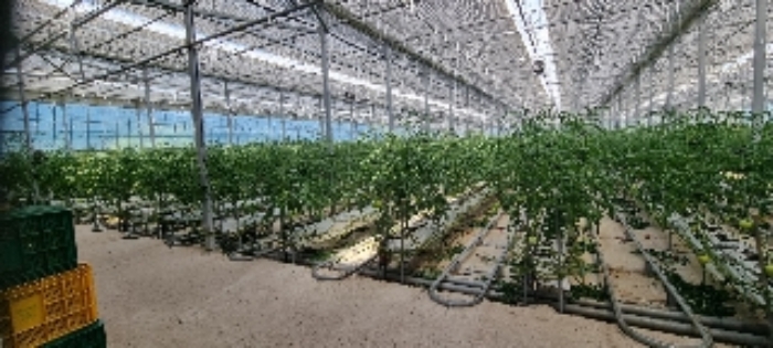 장수 계남 침곡 1364-11,-16,산11-8 경매물건2,7,11번 토지 및 지상 제시외 비닐하우스시설물 내부 사진