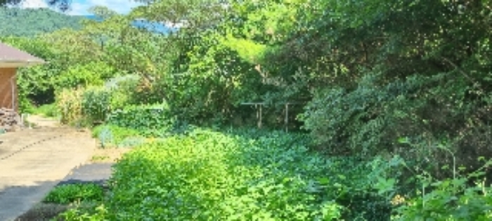 장수 계남 침곡 1364-10 경매물건1번 중 밭작물 재배하는 부분 사진