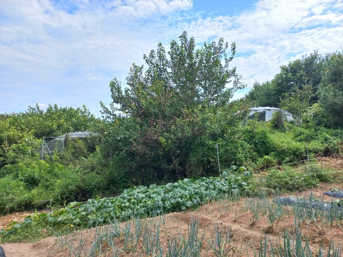 토지 일련번호1) 소재 철거가 용이한 비닐하우스