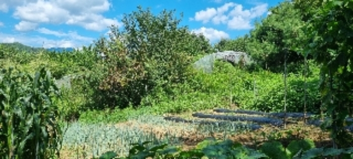 장수 계남 침곡 1364-10 경매물건1번 중 밭작물 재배하는 부분 사진