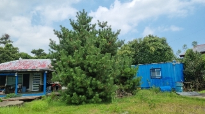 소재지1(온평리 581-1) 지상에 식재된 조경수