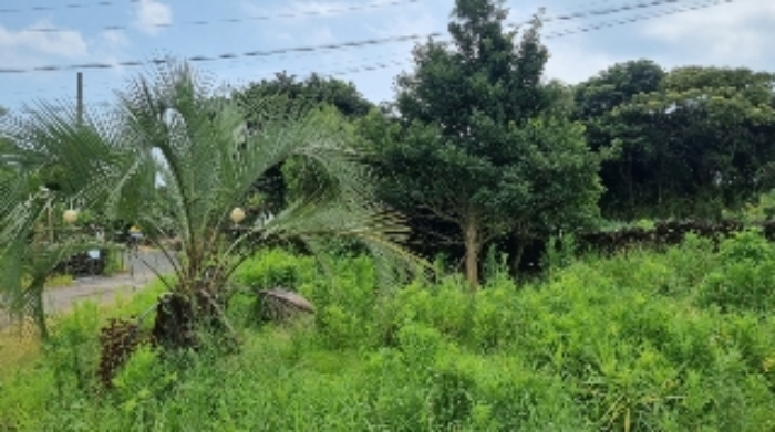 소재지1(온평리 581-1) 지상에 식재된 조경수2