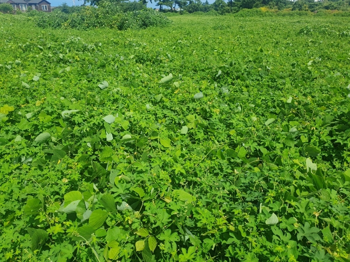 일련번호(5) 토지