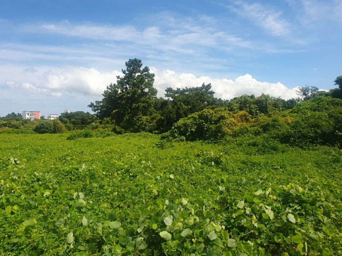 일련번호(3) 토지